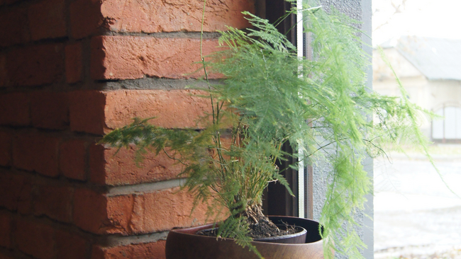 A potted plant with fern like branches sits next to a window and a brick backdrop